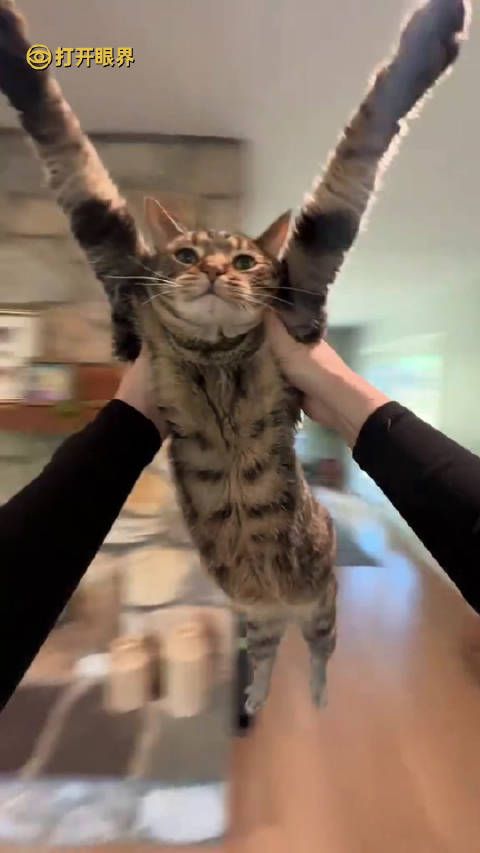 宠物举高高挑战 举小猫小狗也就算了,不要什么都举啊喂!