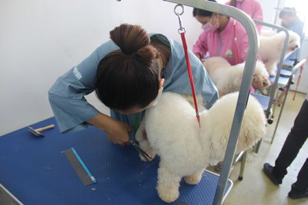 学宠物美容学费一般多少钱