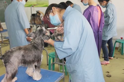 学宠物美容学费一般多少钱
