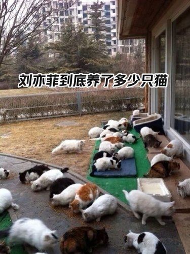 人美心善的天仙，听说她还养狗？