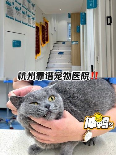 终于在杭州找到了！再也不用担心毛孩子生病了！