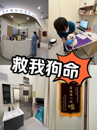 这家宠物医院也太可爱了吧
