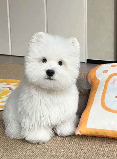 狗狗萌态百看不厌