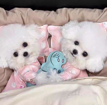 狗狗萌态百看不厌
