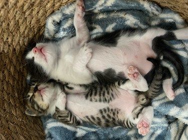 呼噜呼噜，猫咪熟睡中