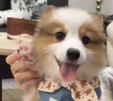 宠物狗狗的日常萌