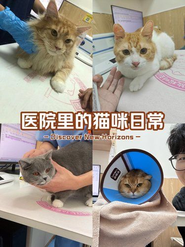 小猫治疗ing～