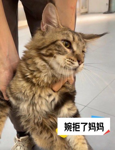 猫：这一天还是来了么