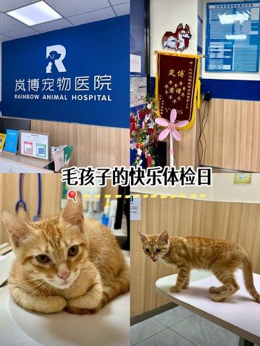 体检Plog |毛孩子体检日守护健康每一刻❗