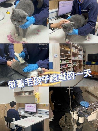 就在广州‼️我家喵星人来了这之后不肯走