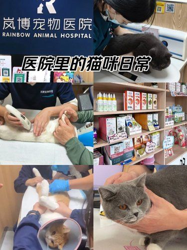 带毛孩体检的一天，安心陪诊服务我体验啦！