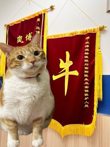 上班暂停❗️让我们恭喜小石榴完成了它的喵生大事
