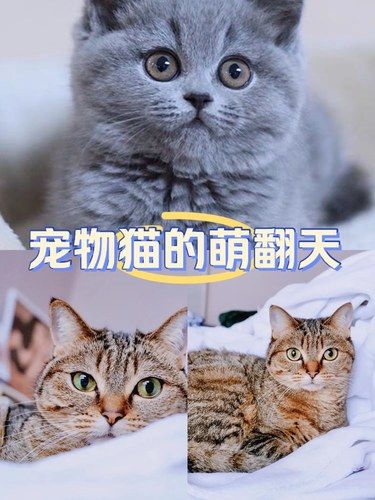 猫友福利社｜友猫宠物店
