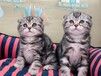 肇庆宠物猫肇庆猫舍正宗蓝猫蓝白渐层布偶健康无病宠物猫领养