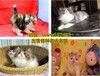 大连哪里有宠物猫卖、大连蓝猫多少钱一只