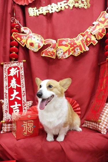 带狗子去洗澡啦