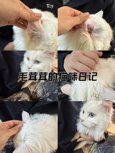 毛茸茸的猫咪日记
