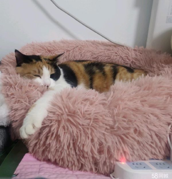 宠物猫免费领养