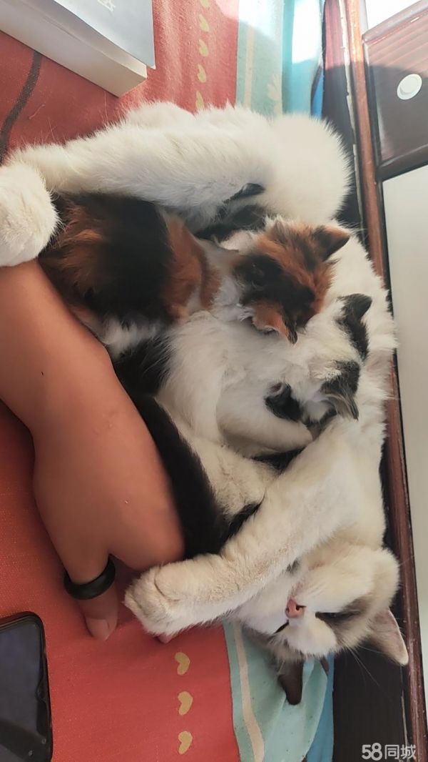宠物猫领养