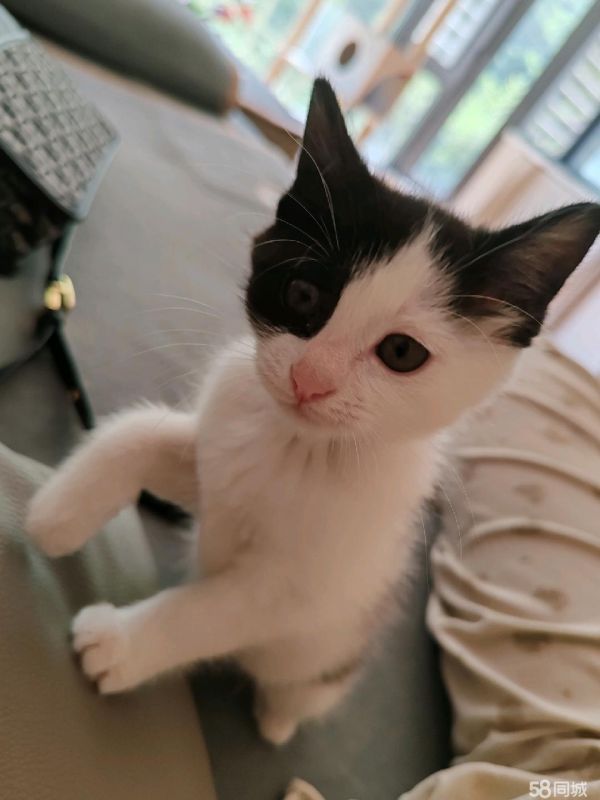 宠物猫免费找领养