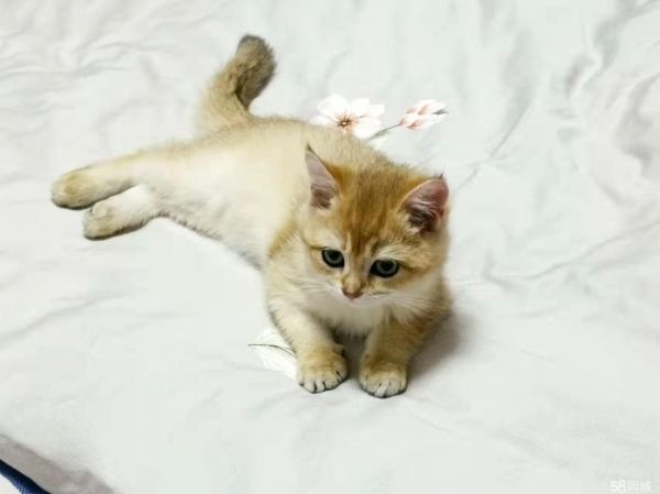 三个月金渐层活波可爱,打完育苗了,赠送猫用品和猫玩具,因毛过