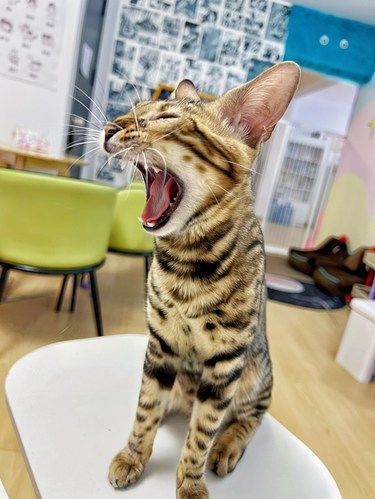 中街的小猫咪们太招人喜欢啦！！ 