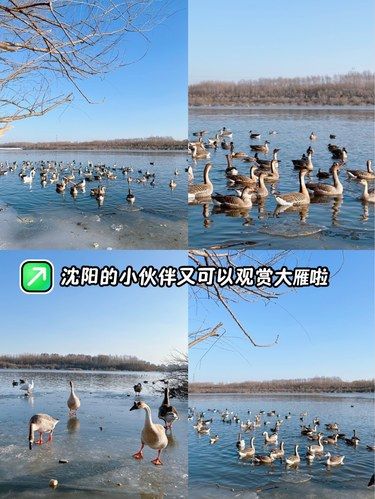 沈阳的冬日限定！大雁们又可以观赏啦！