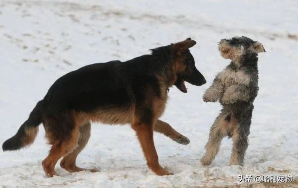 “犬”和“狗”有什么区别?以后真不能乱叫了,这里学问还真不少
