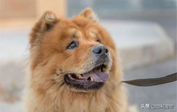 “犬”和“狗”有什么区别?以后真不能乱叫了,这里学问还真不少
