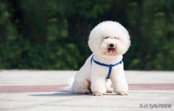 “犬”和“狗”有什么区别?以后真不能乱叫了,这里学问还真不少