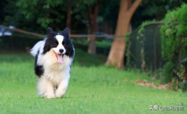 “犬”和“狗”有什么区别?以后真不能乱叫了,这里学问还真不少