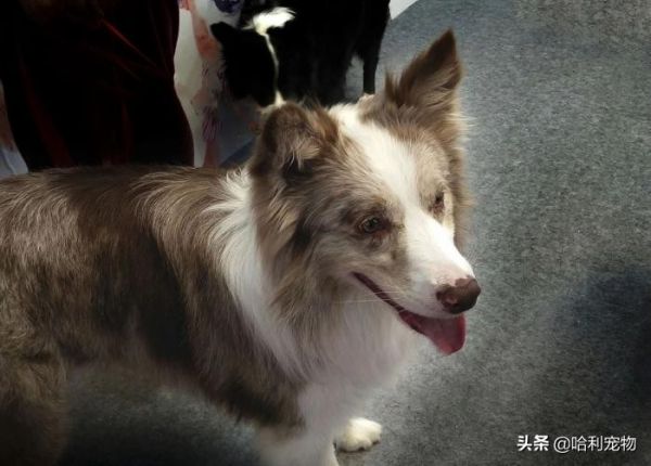 “犬”和“狗”有什么区别?以后真不能乱叫了,这里学问还真不少