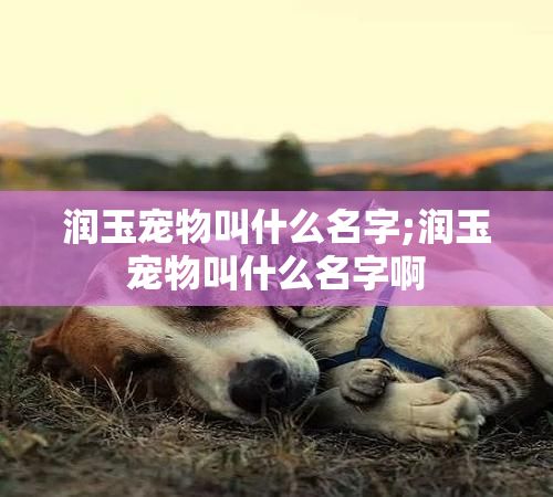 润玉宠物叫什么名字;润玉宠物叫什么名字啊