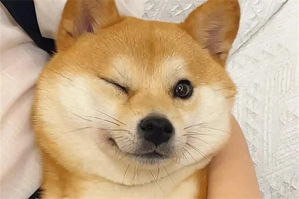 哪些狗狗不喜欢叫唤？