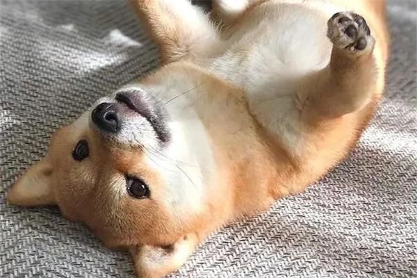 哪些狗狗不喜欢叫唤？