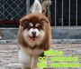 纯种阿拉斯加巨型阿拉斯加北京哪卖阿拉斯加幼犬北京家福犬业直销