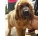 云南普洱镇沅彝族哈尼族拉祜族自治宠物基地出售纯种博美犬