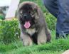 广州出售宠物幼犬高加索犬广州高加索价格