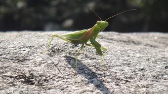 螳螂的特征。