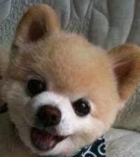 家庭养什么狗最好