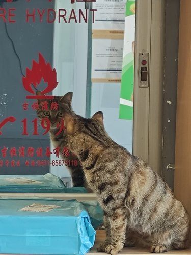 医院里的猫咪日常