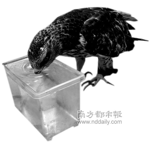 濒危猛禽赴港成玩物