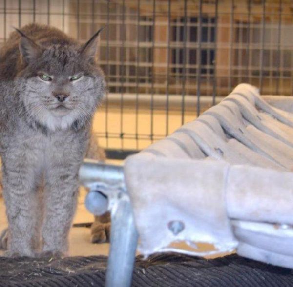 猞猁被当成宠物关在家里，从没出过门，13年来连肉都没吃过一口