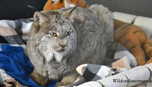 猞猁被当成宠物关在家里，从没出过门，13年来连肉都没吃过一口