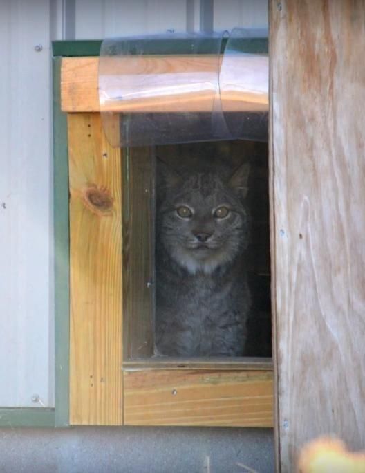 猞猁被当成宠物关在家里，从没出过门，13年来连肉都没吃过一口