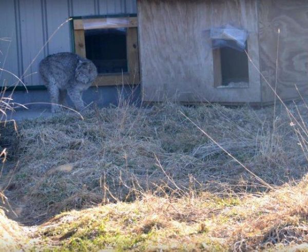 猞猁被当成宠物关在家里，从没出过门，13年来连肉都没吃过一口