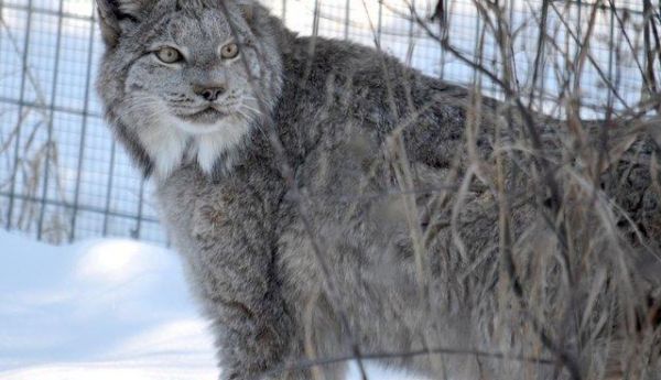 猞猁被当成宠物关在家里，从没出过门，13年来连肉都没吃过一口