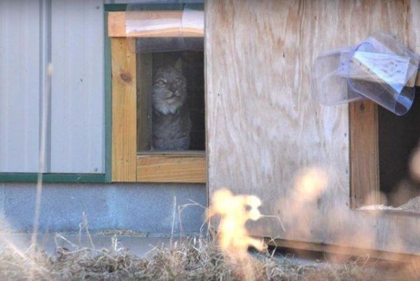 猞猁被当成宠物关在家里，从没出过门，13年来连肉都没吃过一口