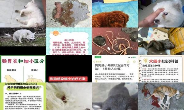 狗细小症状初期症状