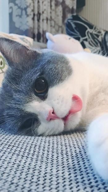 萌宠小猫可爱高清手机壁纸下载高清动物手机壁纸,萌宠小猫可爱高清手机壁纸下载图片,萌宠小猫可爱高清手机壁纸下载剧照
